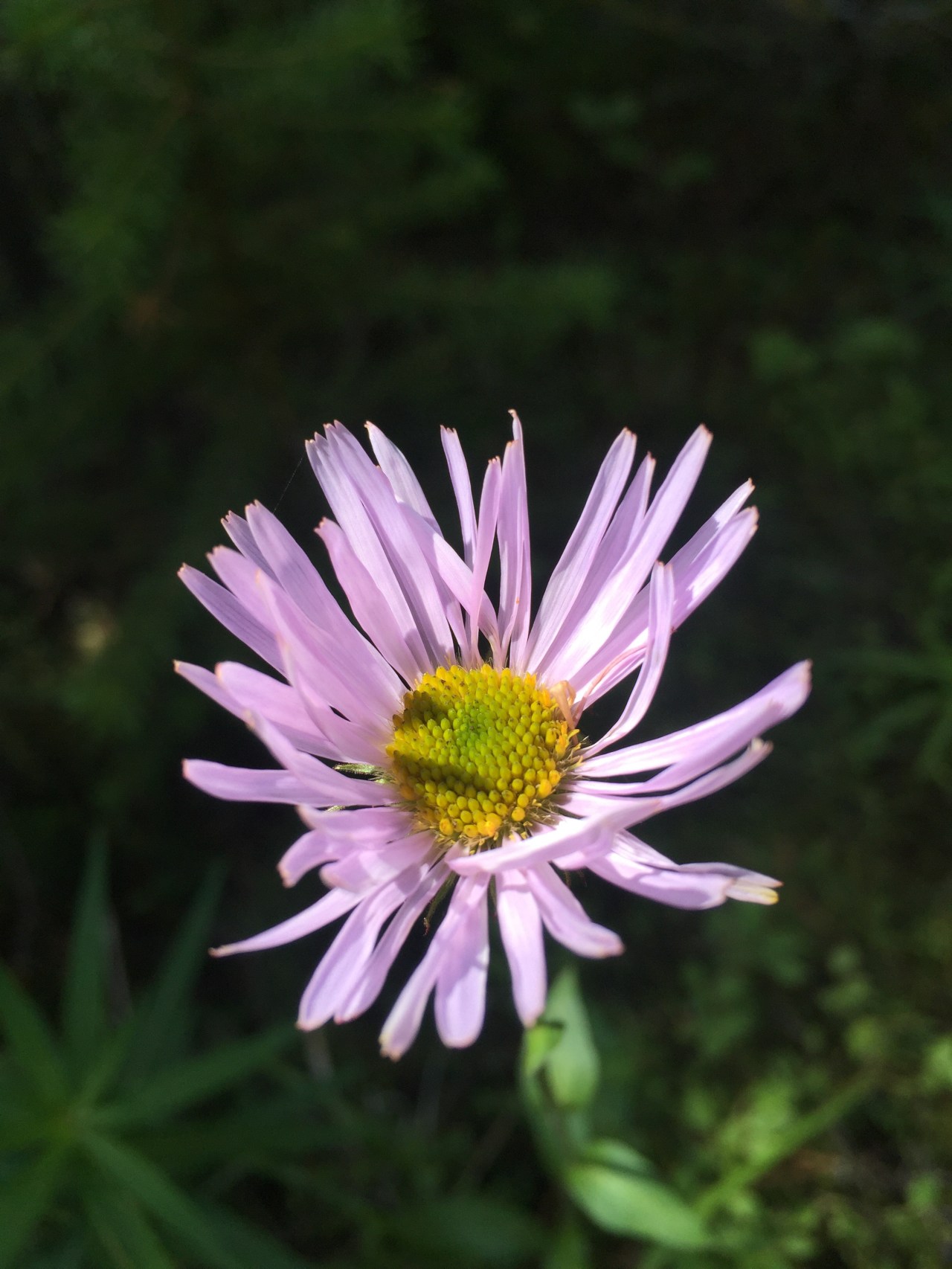 The Skyline trail with two&nbsp;lenses