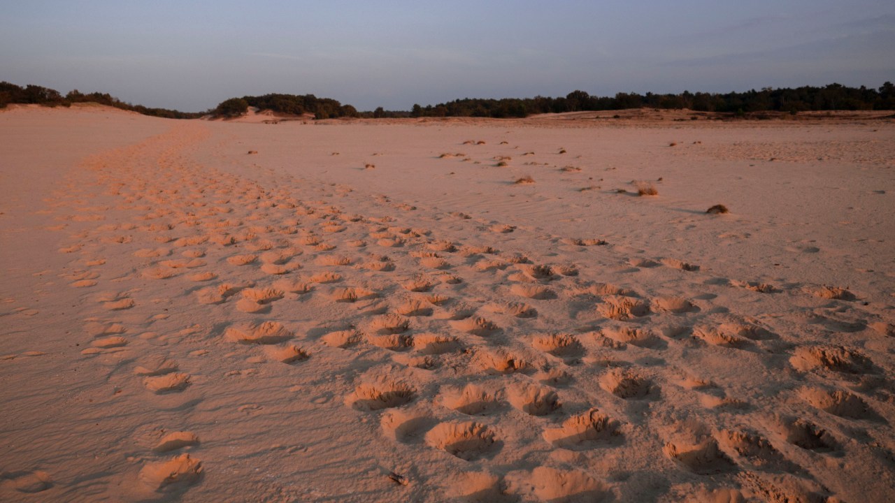 Practising in the Dutch&nbsp;Desert.